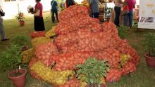 Pomme de terre : 17 000 tonnes produites contre une demande de 26 000 tonnes 