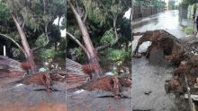 Roche-Bois : un arbre endommage un tuyau de la CWA et menace de tomber sur une maison