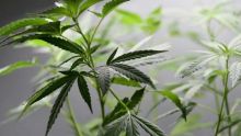 Culture et possession de drogue : Pravesh Juggurnath dit utiliser le cannabis à des fins médicales