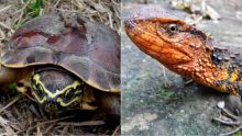 Crocodile lézard et tortue mangeuse d'escargot : deux nouvelles espèces découvertes 