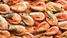 Acheter «Malin» - Crevettes surgelées : hausse allant jusqu’à 10 %