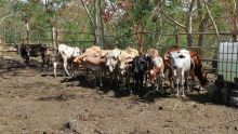 Importation de bœufs : la CCM demande au ministère de revoir le quota de 500 têtes