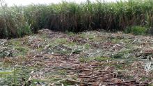 Canne à sucre : 100 hectares abîmés
