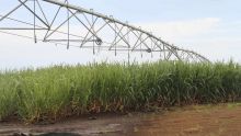 Baisse du niveau d’eau dans les réservoirs : le temps d’irrigation des plantations du Nord limité à 30 minutes par jour