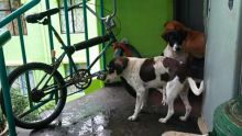 À la NHDC de Cap-Malheureux : Des chiens attaquent les résidents 