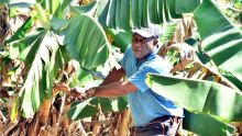 Plantation : Roland cultive avec ardeur ses bananes et ses brèdes songe