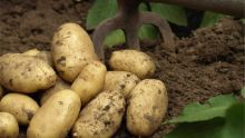 Agro-alimentaire : une chute de 2 000 tonnes dans la récolte de pommes de terre attendue