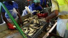 Dans l'Angola pétrolier en crise, le rêve de la diversification par la pêche