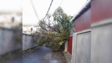 Cyclone Berguitta : un arbre s'effondre et provoque une coupure d'électricité 
