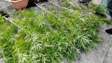 Rivière-du-Poste : 80 plants de cannabis déracinés 