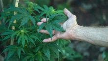 À des fins médicales et scientifiques : le PS peut autoriser une personne à cultiver du cannabis