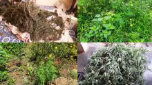 Saisie de 3 500 plants de cannabis : deux suspects interrogés