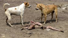 Inde: des villageois tuent des chiens errants pour venger la mort d'enfants