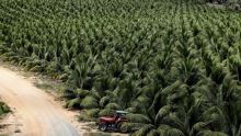 La soif d'eau de coco stimule la production brésilienne