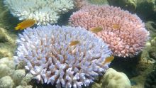 Australie: des millions pour la Grande barrière de corail