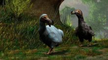 Une colombe de la Nouvelle-Zélande était apparentée au dodo 