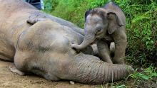 Malaisie : six éléphants pygmées retrouvés morts à Bornéo