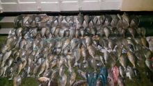 Pêche illégale : 150 kilos de poissons saisis à Bois-des-Amourettes
