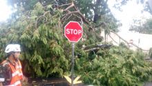 Port-Louis : chute d'un arbre, un pylône se renverse