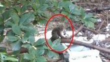 Plaine-Verte : « un singe rôde depuis trois semaines », confie une habitante