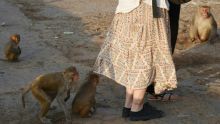 Inde : des touristes prenant des selfies attaqués par des singes au Taj Mahal