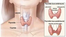 Santé : les maladies de la thyroïde touchent plus les femmes que les hommes