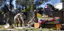 Trompita, éléphante star au Guatemala, souffle ses 57 bougies