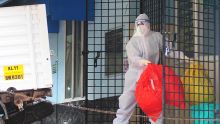 Inde: aucun nouveau cas du virus Nipah n'a été enregistré 