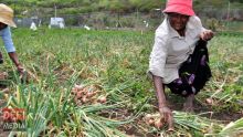 Un don de Rs 10 000 l’arpent pour les cultivateurs d’oignons