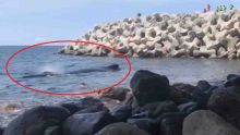 A l’île de la Réunion : opération de sauvetage réussie d’un baleineau 