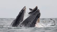 Californie : rare photo d’une otarie se faisant engloutir par une baleine