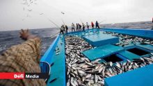 Pêche : le lagon mauricien victime de surexploitation 