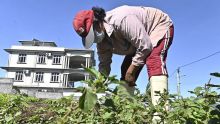Consommation - prix : des hausses à prévoir pour les légumes filants 