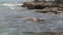 Un phoque dans les eaux mauriciennes : le public est prié de ne pas s’approcher du mammifère qui peut mordre