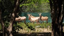 Casela Nature Parks : une cinquantaine de nouveaux animaux à découvrir dans quelques semaines