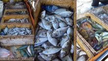 Pêche illégale à Grand-Sable : plus de 70 kilos de poissons saisis ; un suspect interpellé