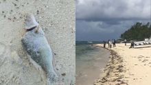 Pointe-d’Esny : des poissons morts découverts 