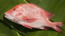 Le poisson ‘Bourgeois’ pourra être mis sur le marché local et les hôtels