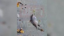Tamarin : une dizaine de poissons retrouvés morts sur la plage