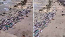 Grand-Gaube : une centaine de poissons morts découverts sur la plage