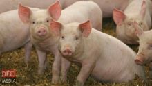 Les éleveurs de porcs dans la tourmente, selon la Mauritius Pig Marketing Cooperative Federation