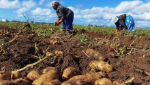 Les planteurs auront Rs 2 000 de plus pour la tonne de pomme de terre  