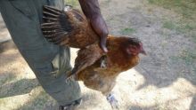 Un présumé voleur de poules arrêté à Quatre-Bornes