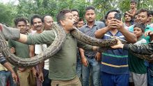 Inde: il pose avec un python et échappe de justesse à l'étranglement