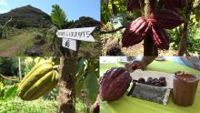 Sébastopol : à la découverte de l'unique culture du cacao à Maurice 
