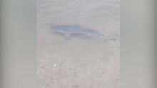 Un requin aperçu au bord de la plage publique de Le Goulet