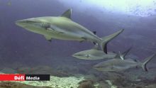 Pêche aux requins interdite dans nos eaux territoriales : des règlements bientôt promulgués
