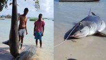 PNQ : XLD produit les photos de deux requins capturés à Grand-Gaube 