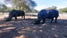 Journée mondiale du rhinocéros : rencontre avec Benji et Ella ce mercredi matin