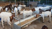 Importation de bétail de Rodrigues : l'interdiction levée, un protocole mis en place